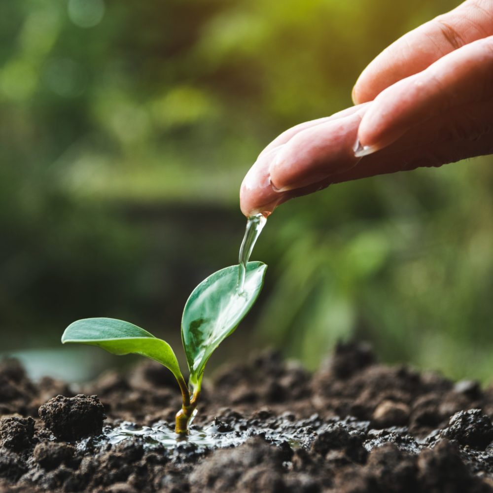 Hand of person watering young tree in the garden with sunshine on nature background.