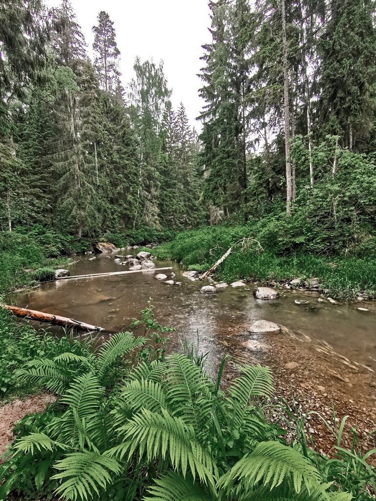 IMG 20210612 125021 1 98975094897396